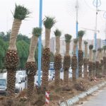 کاشت درختان نخل در ورودی شهر سیریک توسط شهرداری بندر سیریک، گامی در راستای زیباسازی فضای سبز شهری