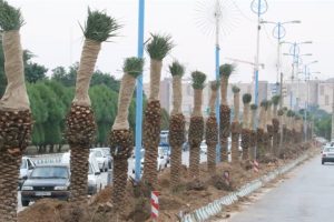 کاشت درختان نخل در ورودی شهر سیریک توسط شهرداری بندر سیریک، گامی در راستای زیباسازی فضای سبز شهری