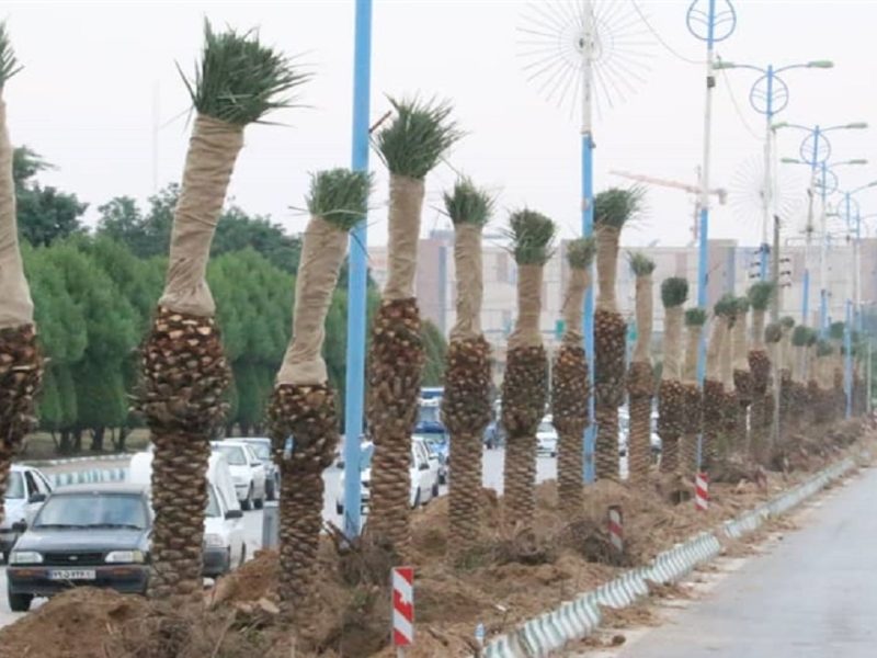 کاشت درختان نخل در ورودی شهر سیریک توسط شهرداری بندر سیریک، گامی در راستای زیباسازی فضای سبز شهری